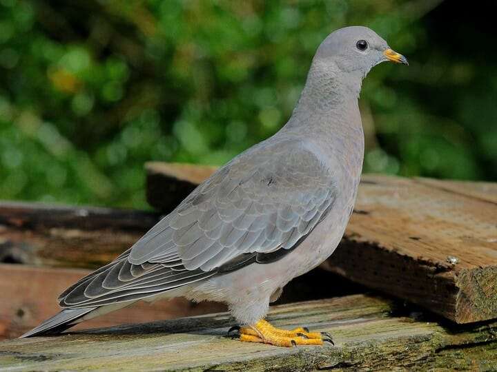 banded-tailed-pigeon.