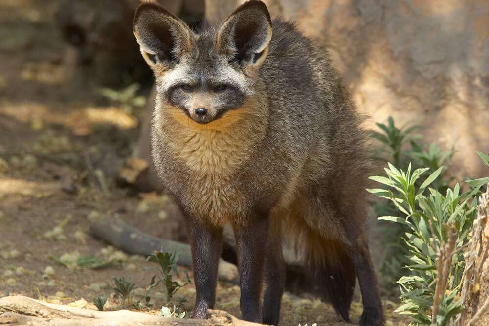 bat-eared-fox.