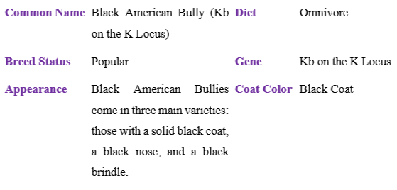 black-american-bully table