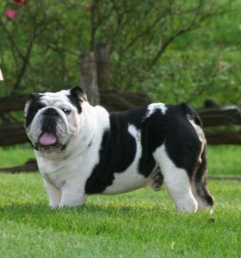 black-and-white-english-bulldog