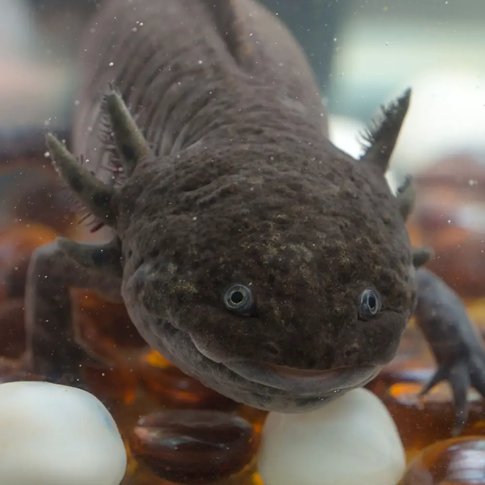 black-axolotl