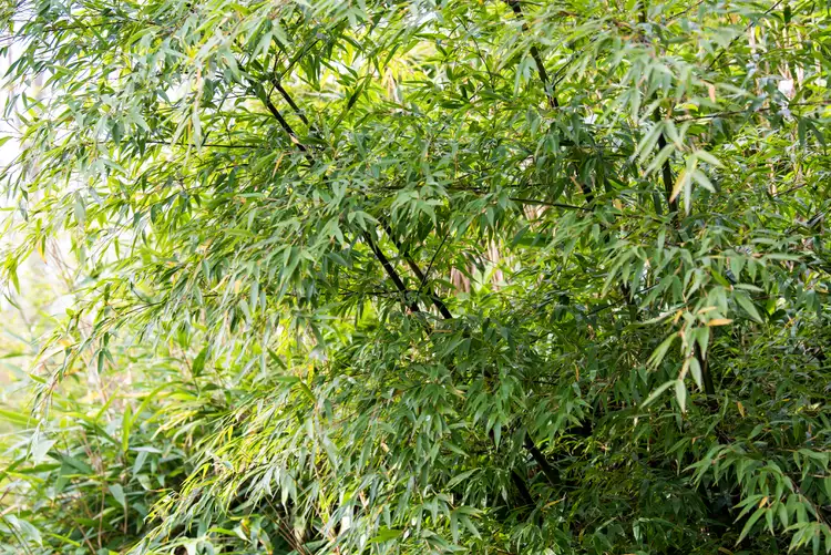 black-bamboo