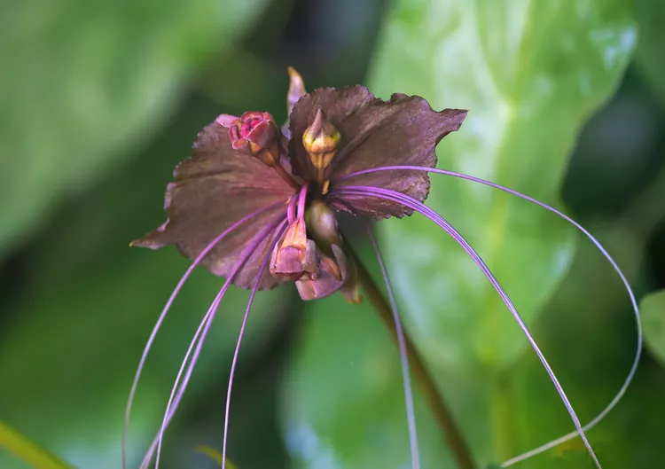 black-bat-flower