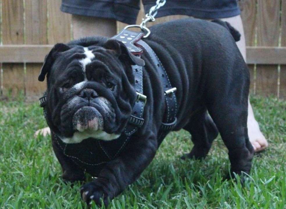 black-english-bulldog.