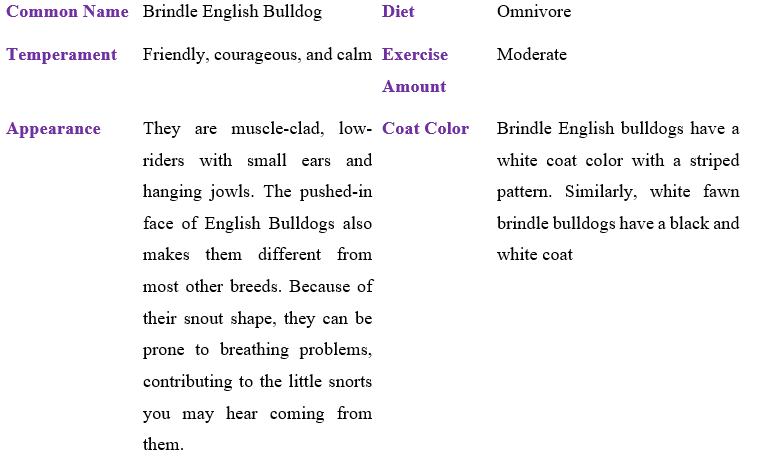 brindle-english-bulldog table