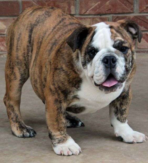 brindle-english-bulldog.