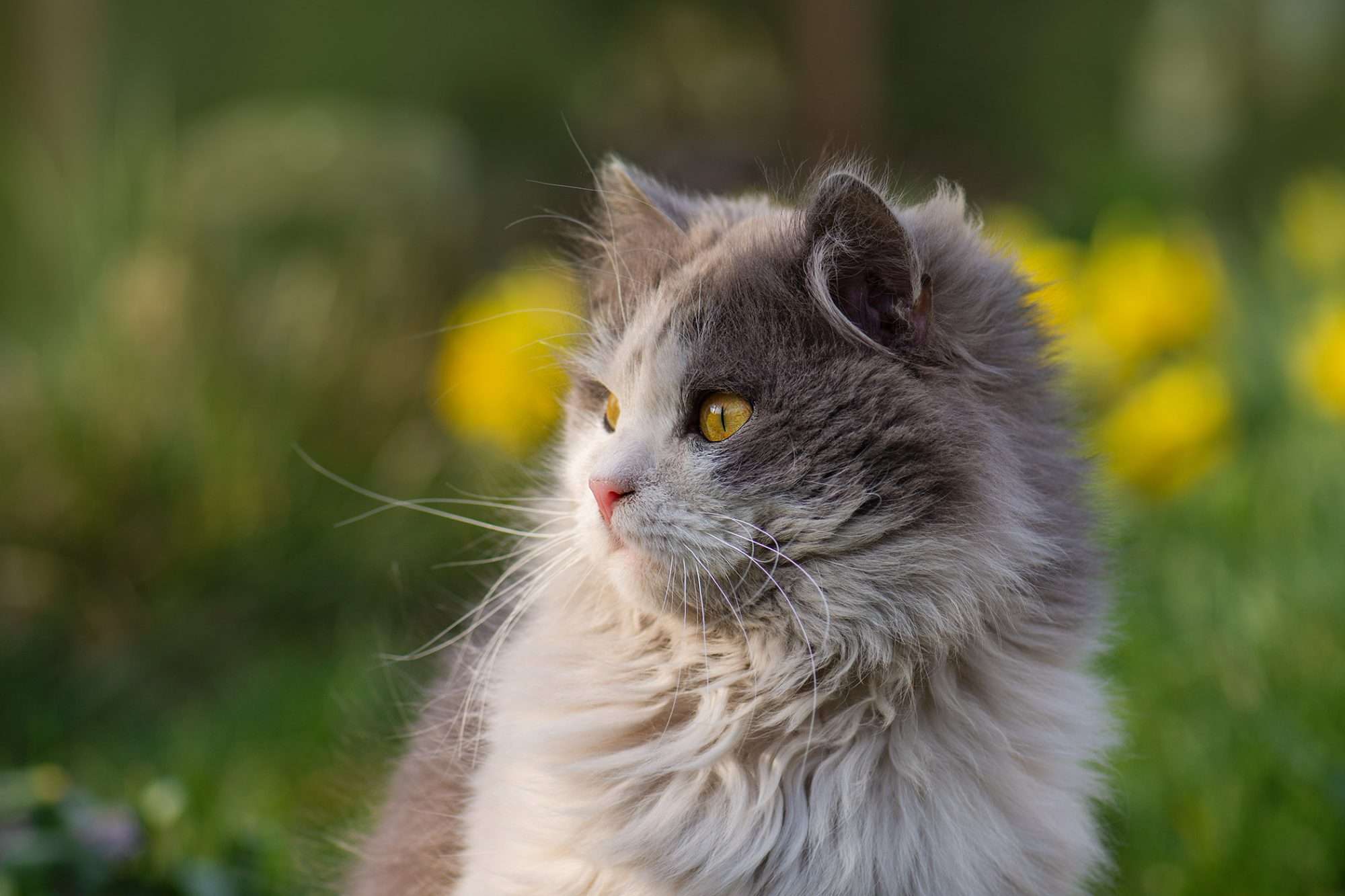 british-longhair-cat.