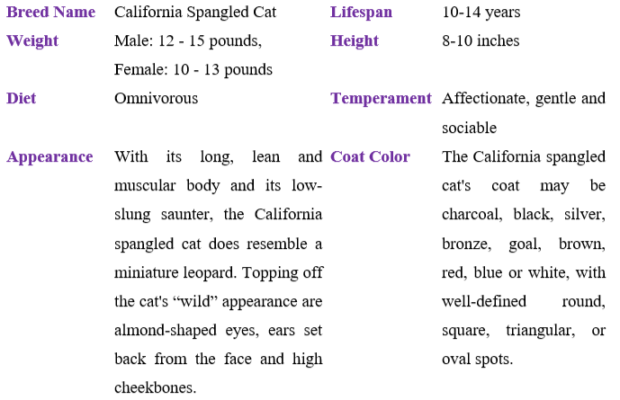 california-spangled-cat table