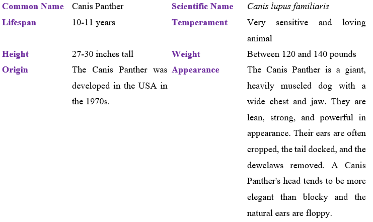 canis-panther table
