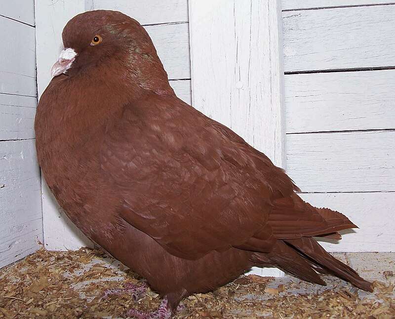 carneau-pigeon.