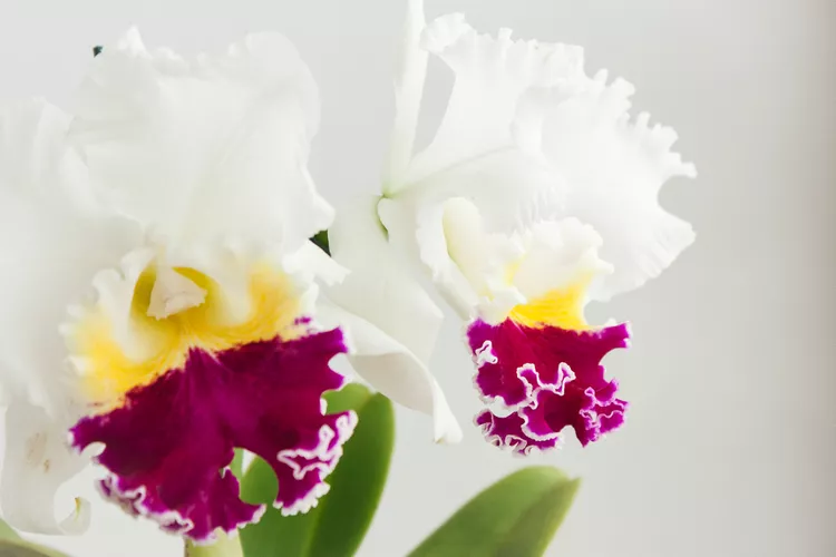 cattleya-orchids