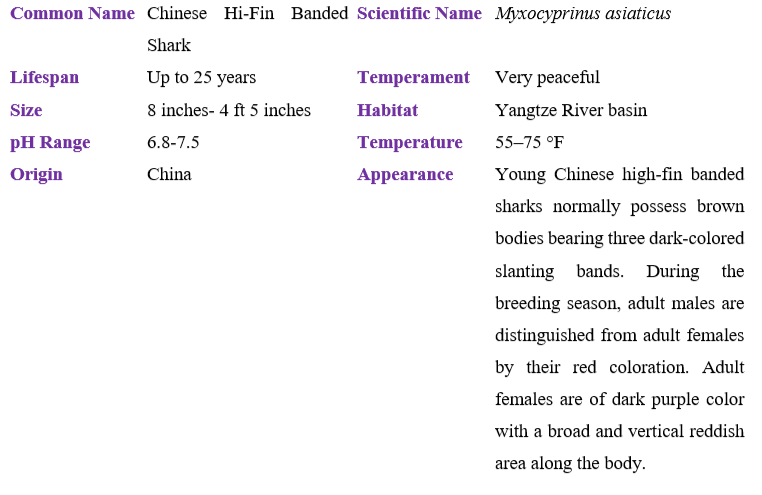chinese-hi-fin-banded-shark table