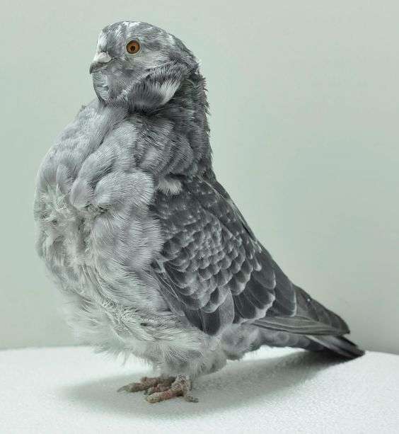 chinese-owl-pigeon.