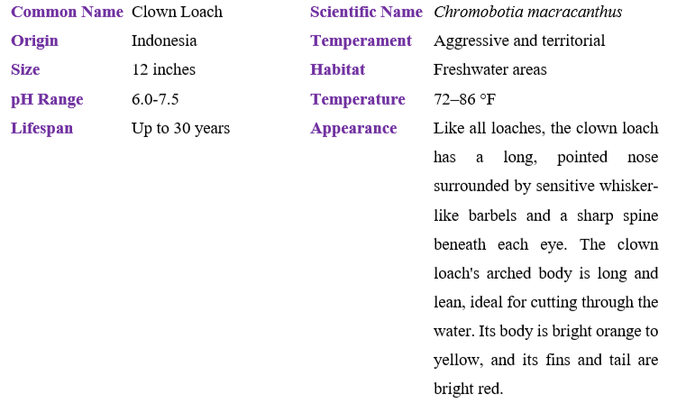 clow-loach table