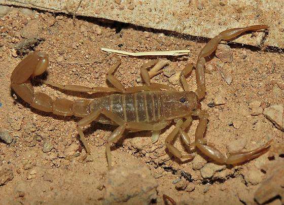 coahuila-devil-scorpion