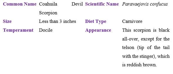 coahuila-devil-scorpion table