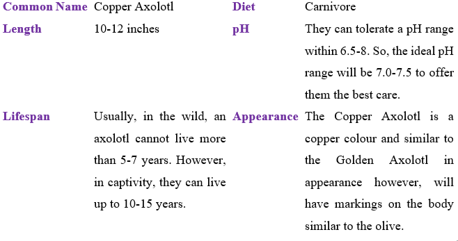 copper-axolotl table