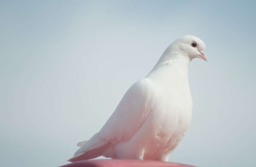 cumulet-pigeon
