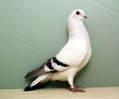 damascene-pigeon.