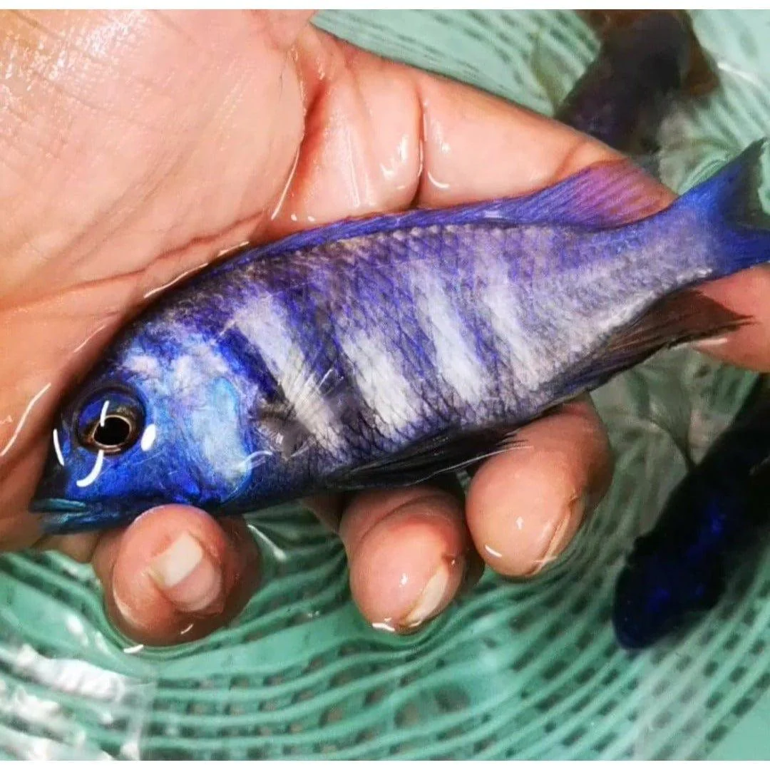 deepwater-haplochromis-fish.