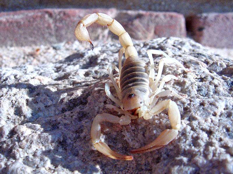 desert-hairy-scorpion.