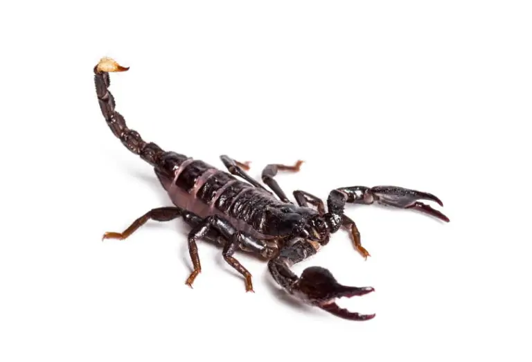 dictator-scorpion