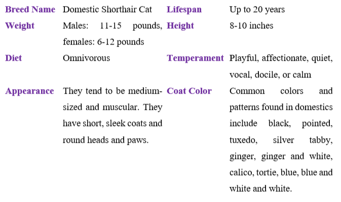 domestic-shorthair-cat table