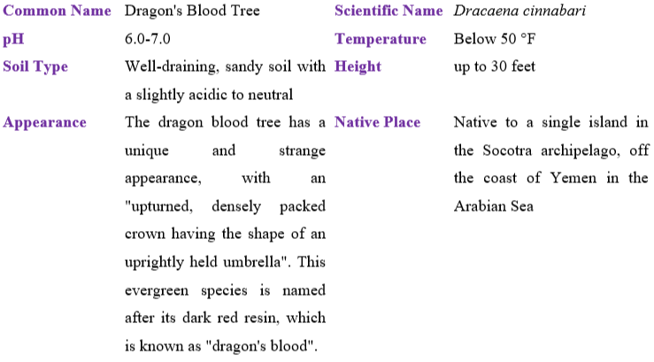 dragon's-blood-tree table
