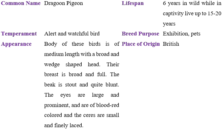 dragoon-pigeon table