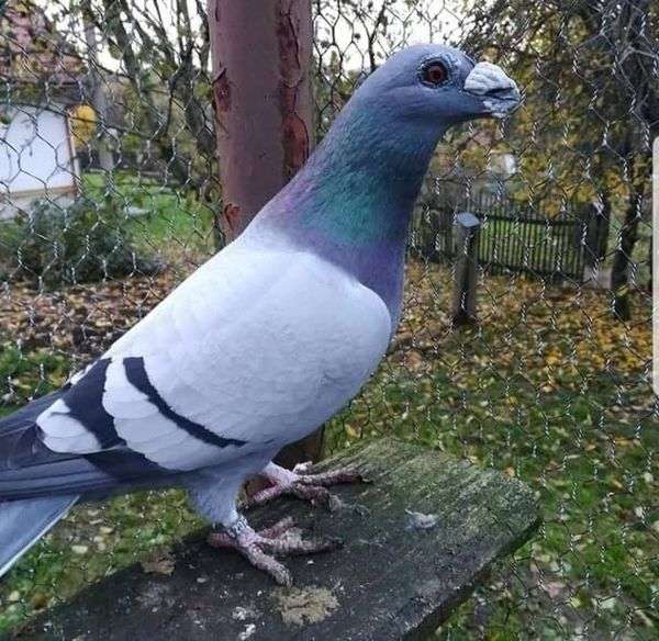 dragoon-pigeon.