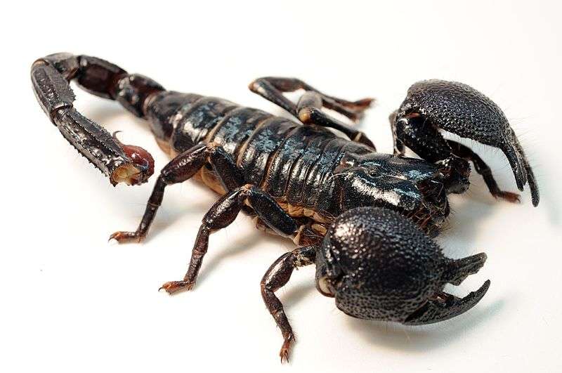 emperor-scorpion
