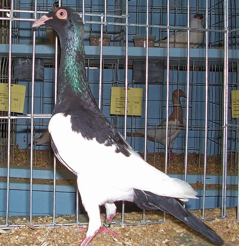 english-magpie-pigeon