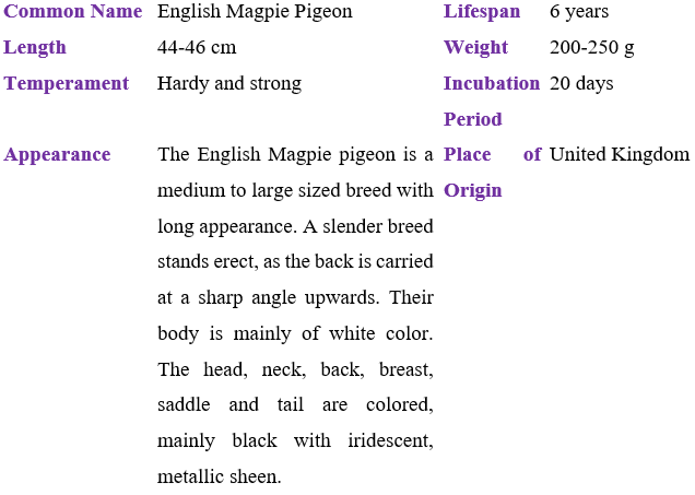 english-magpie-pigeon table