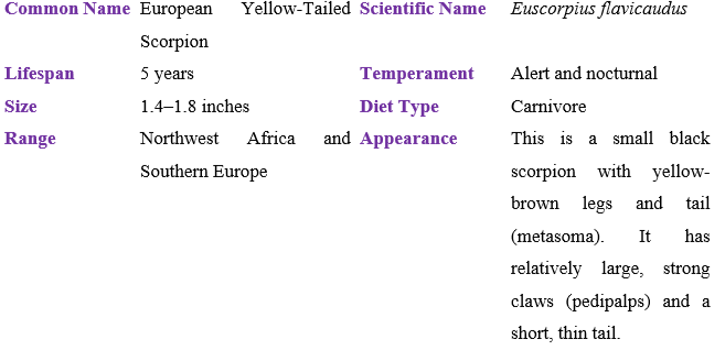 european-yellow-tailed-scorpion table