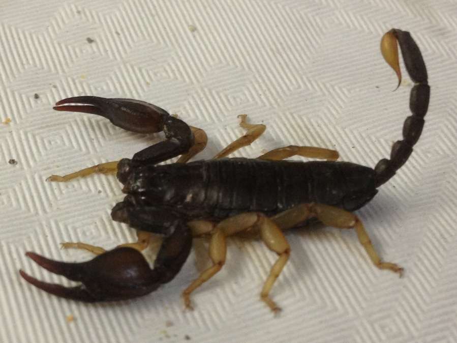 european-yellow-tailed-scorpion.