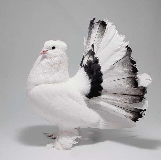 fantail-pigeon