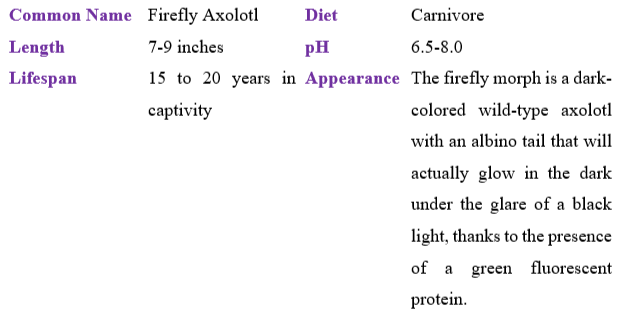 firefly-axolotl table