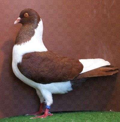 florentine-pigeon.