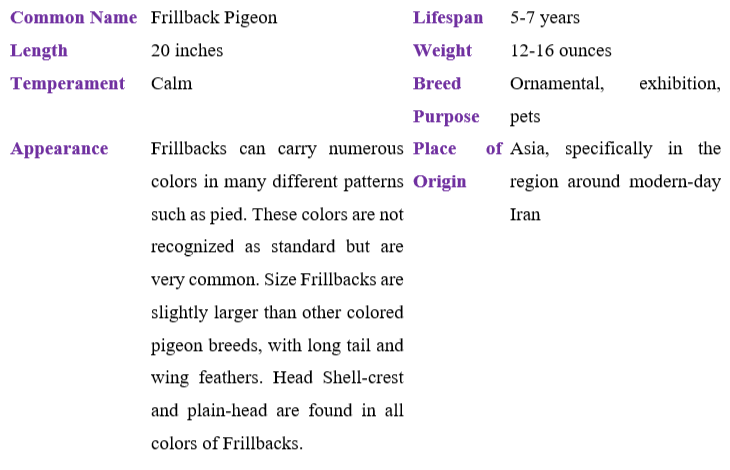 frillback-pigeon table