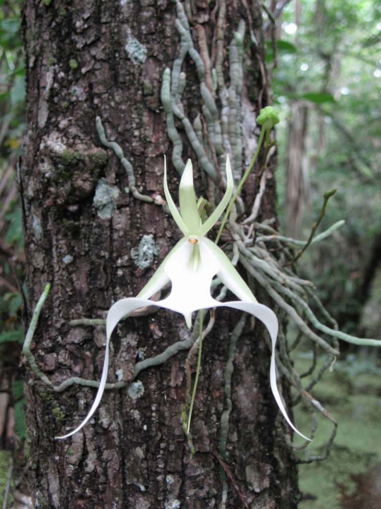 ghost-orchid.