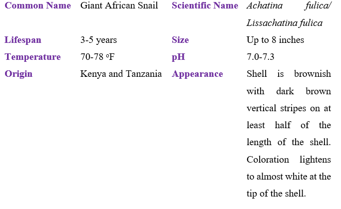 giant-african-snail table