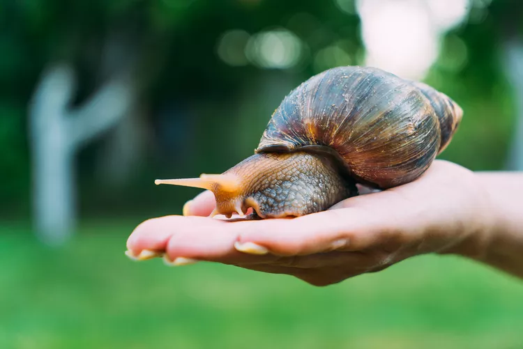 giant-african-snail