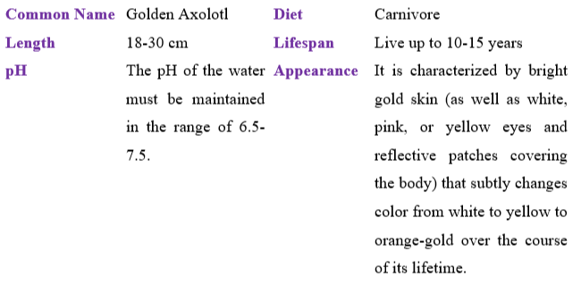 golden-axolotl table