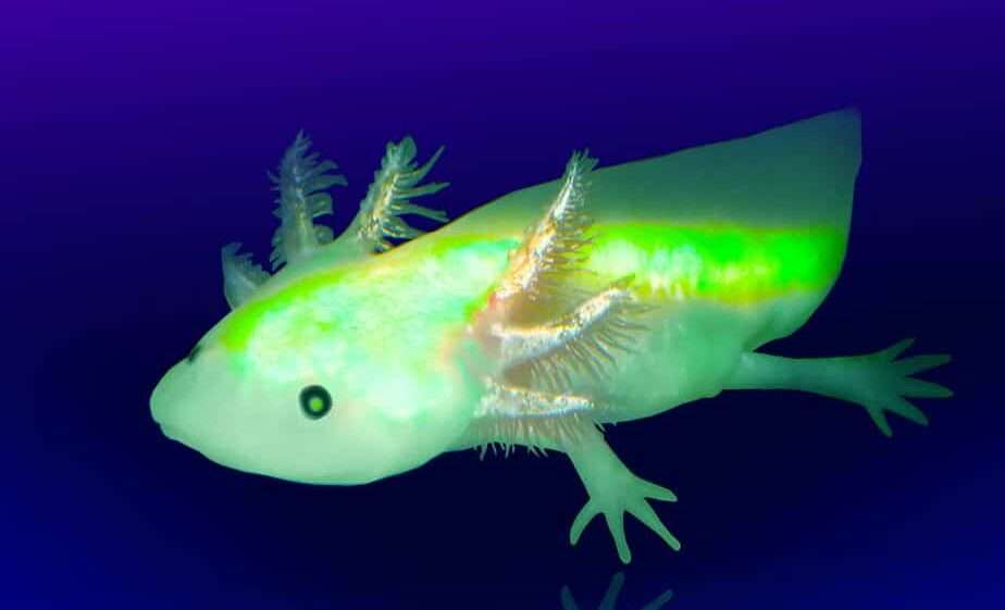 green-fluorescent-protein-axolotl.