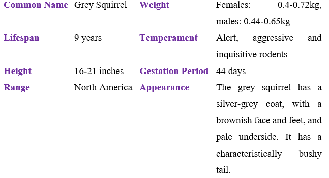 grey-squirrel table