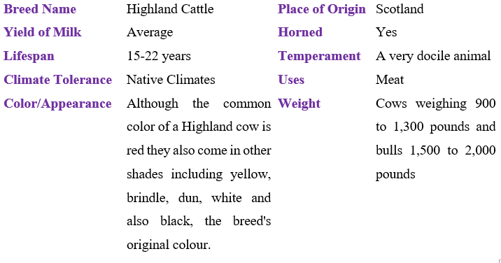 highland-cattle table