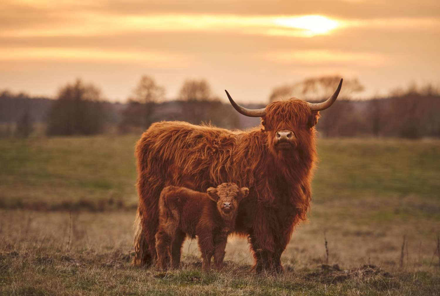 highland-cattle.