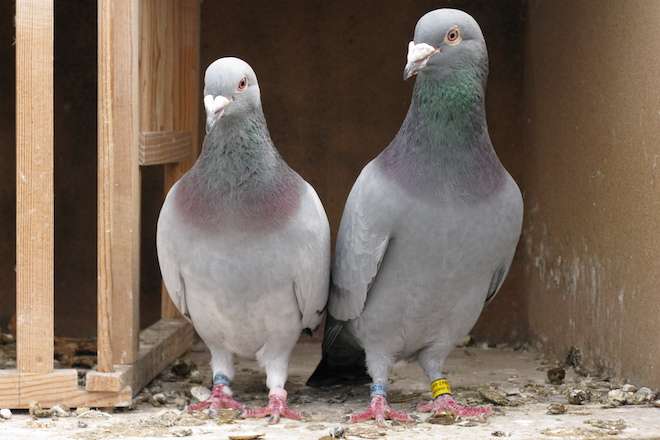 homing-pigeon.