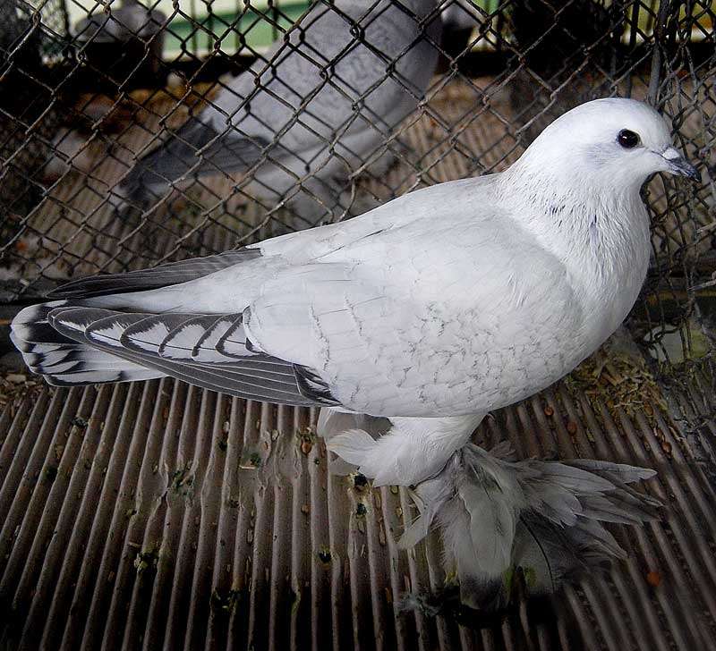 ice-pigeon.