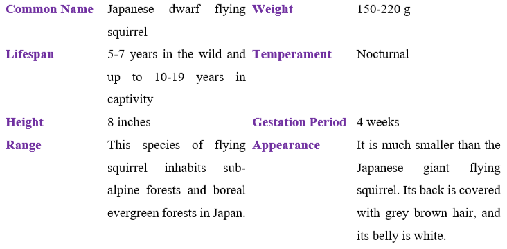 japanese-dwarf-flying-squirrel table